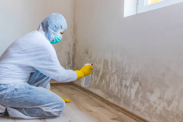 Licensed Mold Inspection service in Alpine, NJ - WQB Mold Removal